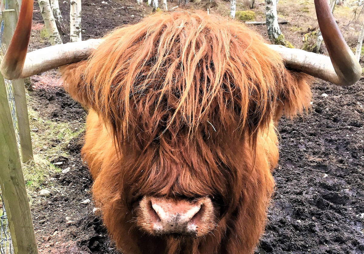 Aberdeenshire Scotland, Highland Cow